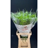 Panicum Fountain zw  (min 3 shelve)