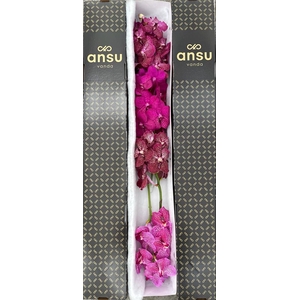 Vanda Pink Mix X4