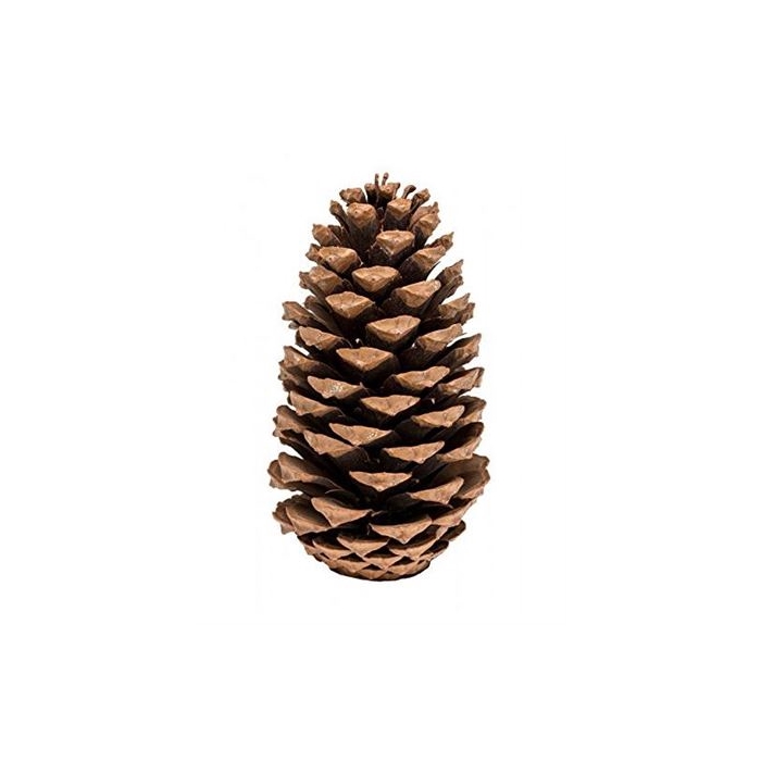 <h4>Pinecone Maritima L20</h4>