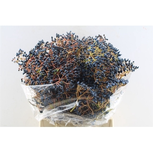 Viburnum Blue Berry 250 Gram
