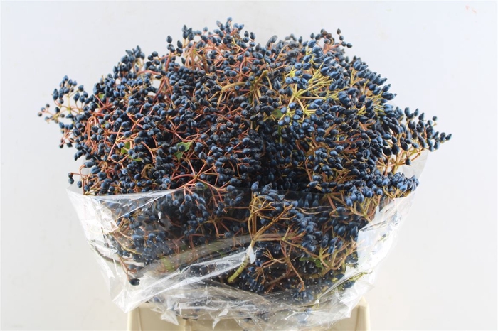 <h4>Viburnum Blue Berry 250 Gram</h4>