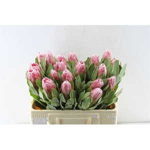 Protea Carnival