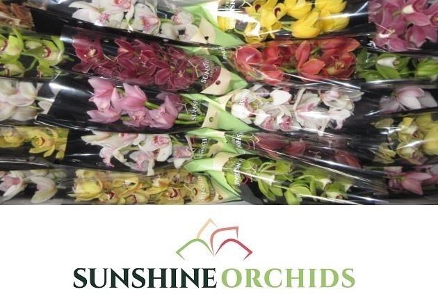 <h4>CYMB MI GEM</h4>