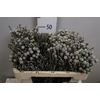 Kaaps Brunia Laevis
