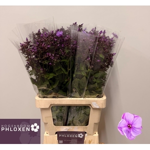 PHLOX P BLUE BOY
