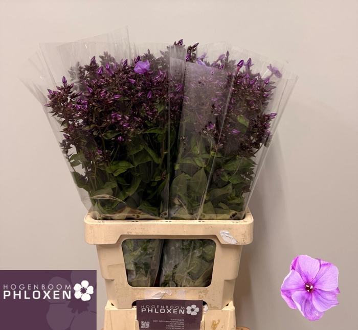 <h4>PHLOX P BLUE BOY</h4>