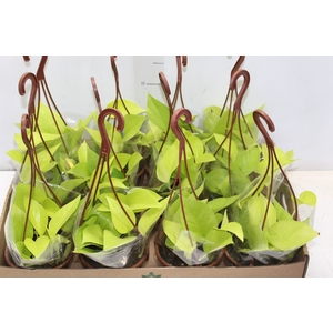 JIBOIA AMARELO C13 PENDENTE
