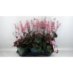 Heuchera   ...