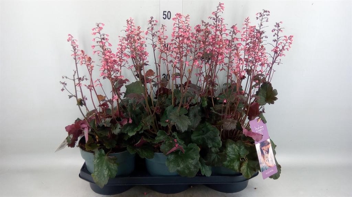 <h4>Heuchera ...</h4>
