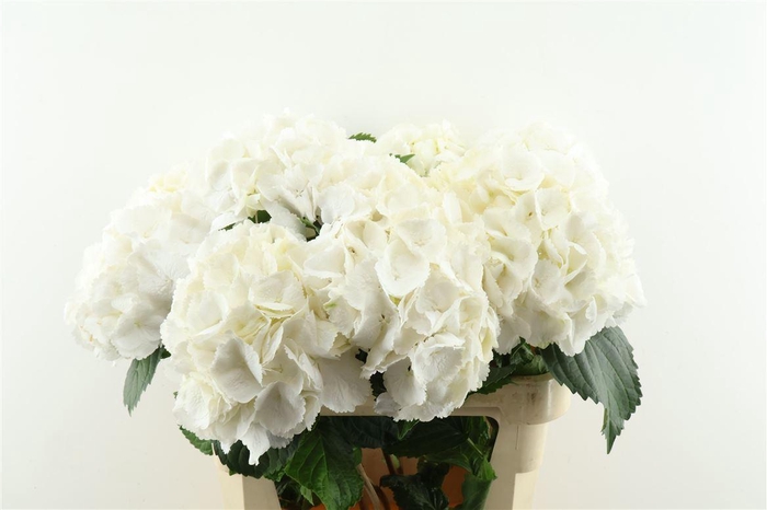 <h4>Hydr M Schneeball 80-20</h4>