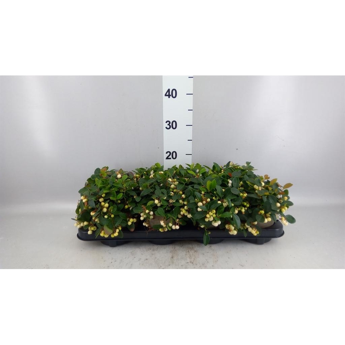 <h4>Gaultheria proc. 'Ciao Bella Whte'</h4>