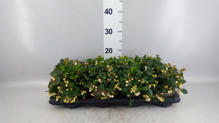 Gaultheria proc. 'Ciao Bella Whte'
