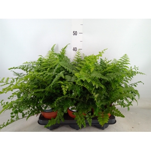 Asplenium  'Parvati'