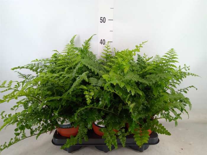<h4>Asplenium  'Parvati'</h4>