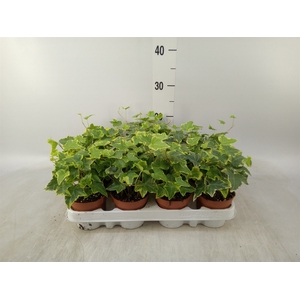 Hedera helix 'Goldchild'