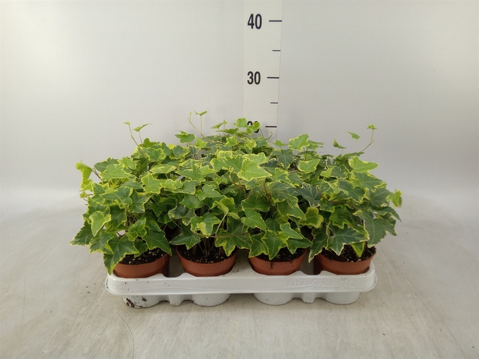 <h4>Hedera helix 'Goldchild'</h4>