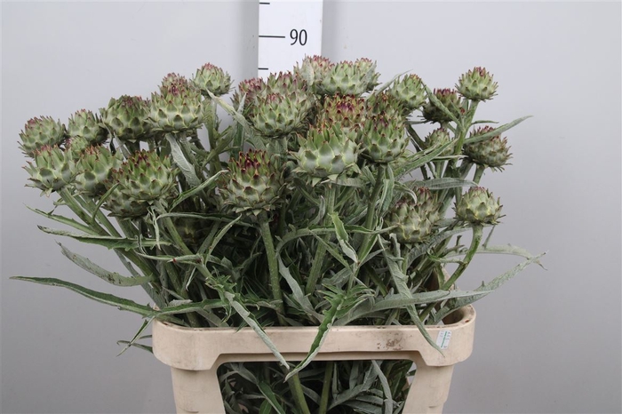 <h4>Cynara Cardunculus</h4>