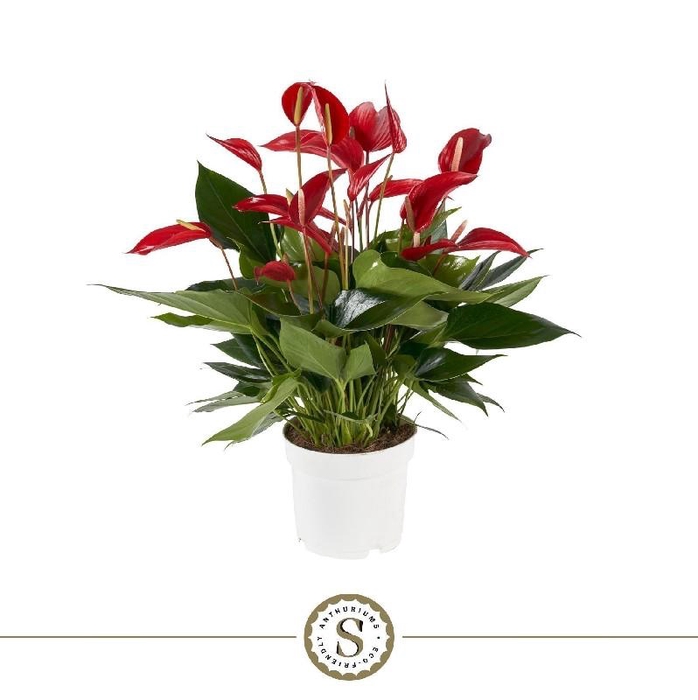 <h4>Anthurium Banderola Roja rood</h4>