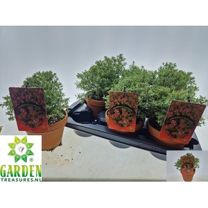 BONSAI OV