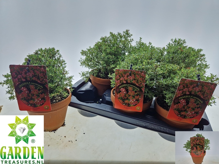 <h4>BONSAI OV</h4>