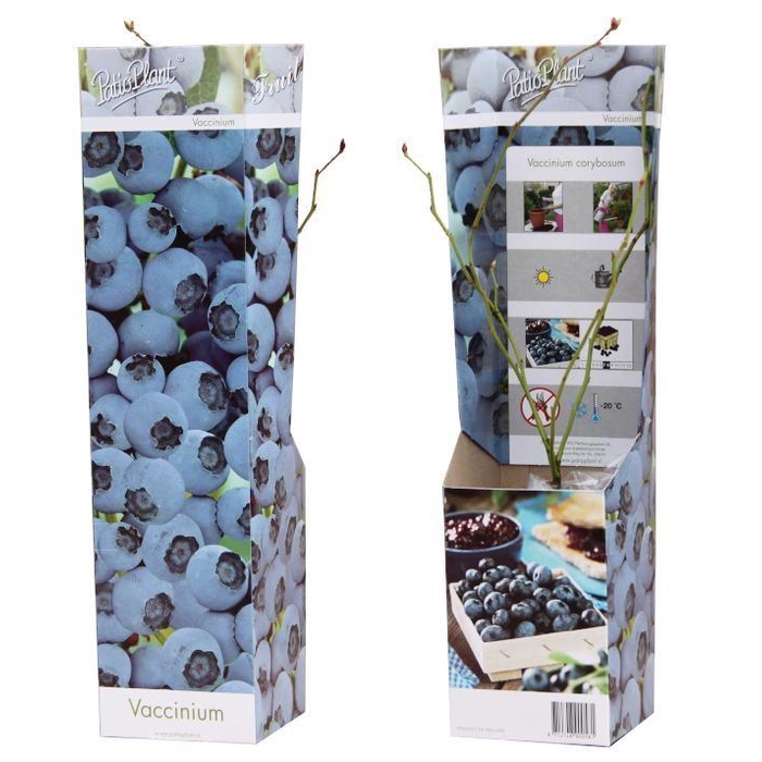 <h4>Vaccinium corymbosum Blueberry</h4>