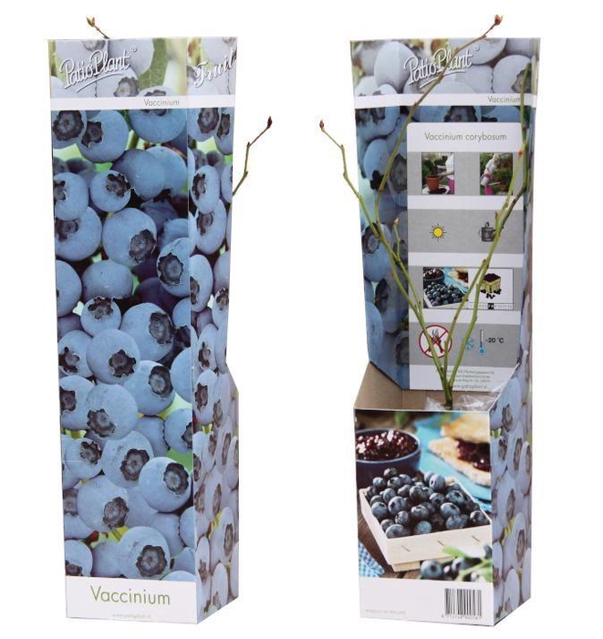 Vaccinium corymbosum Blueberry