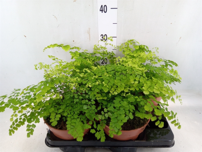 <h4>Adiantum raddi. 'Fragrans'</h4>