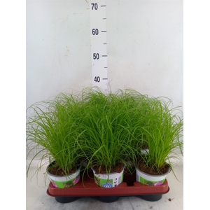 Cyperus alternifolius 'Zumula'