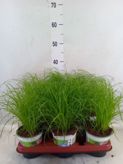 <h4>Cyperus alternifolius 'Zumula'</h4>