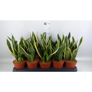 Sansevieria trifa. 'Futura Superba'