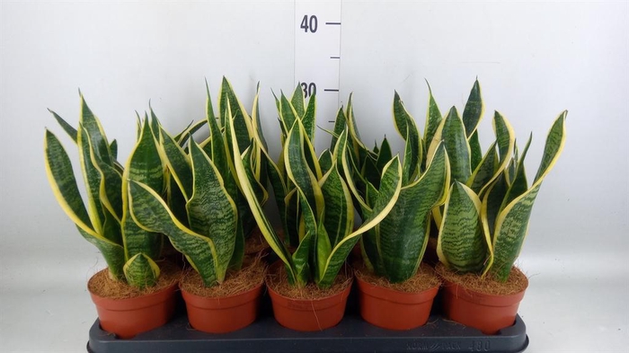 <h4>Sansevieria trifa. 'Futura Superba'</h4>