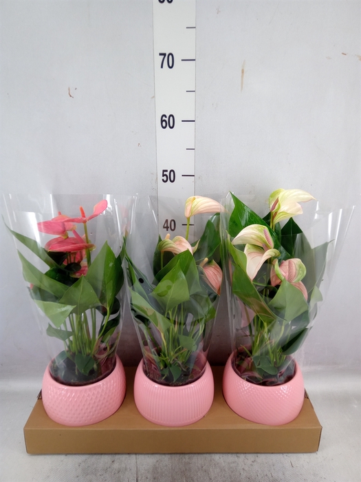 <h4>Anthurium   ...mix</h4>