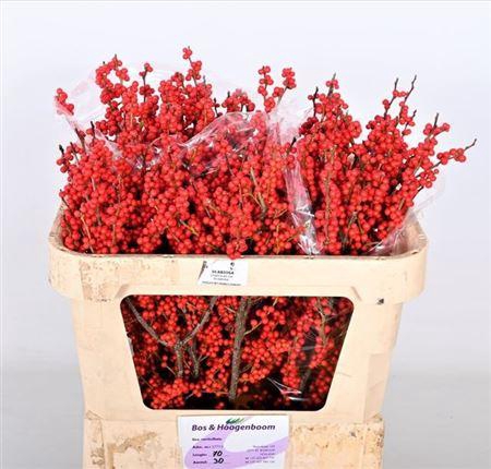 <h4>Ilex Ve Rode Bes</h4>