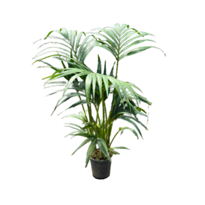 Howea forsteriana