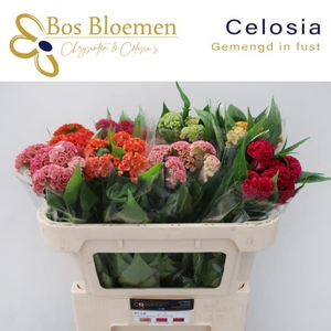 Celosia act mix in bucket