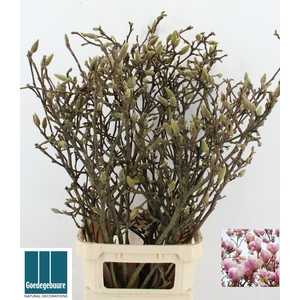 MAGNOLIA GRANDIFLORA