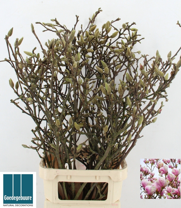 <h4>MAGNOLIA GRANDIFLORA</h4>