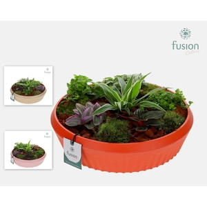 Biologisch afbreekbare schaal Large met Arrangement