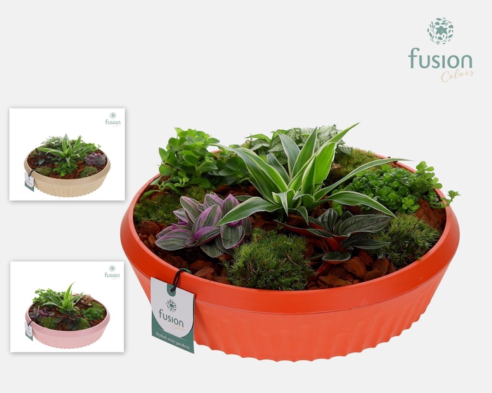 <h4>Biologisch afbreekbare schaal Large met Arrangement</h4>