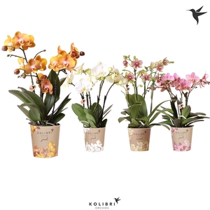 Kolibri Orchids Phalaenopsis Jewel mix 4spike