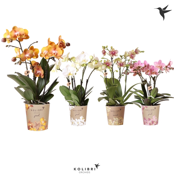 <h4>Kolibri Orchids Phalaenopsis Jewel mix 4spike</h4>