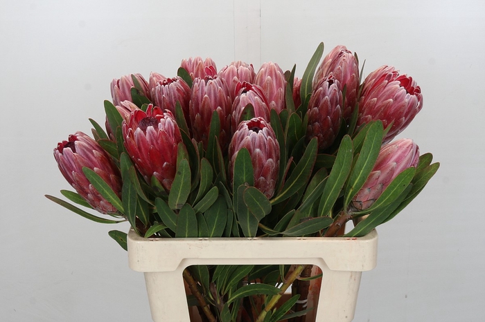 Protea Pink Ice