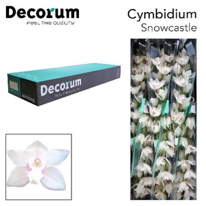 Cymbidium Snowcastle 80 cm Super