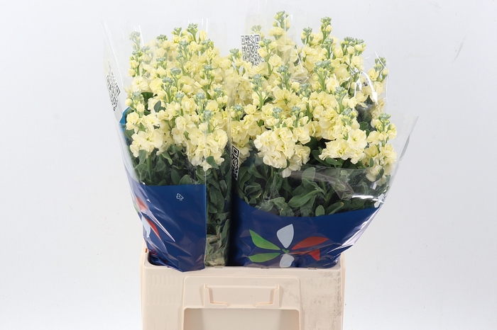 <h4>Matth Iron Yellow</h4>