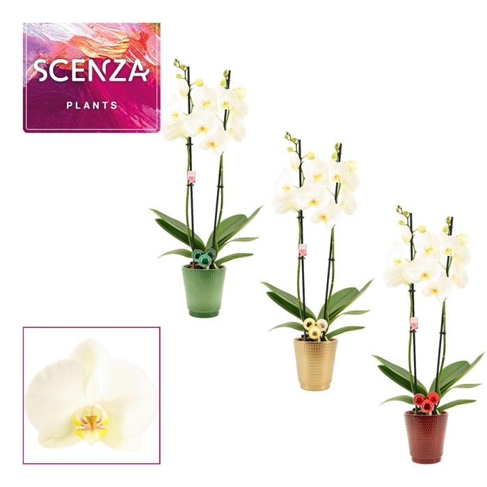 <h4>Phalaenopsis 2 tak 14+ wit in Mariah met kerstballen bijsteker</h4>