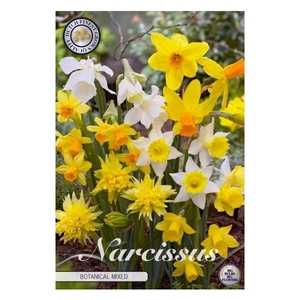 Narcissus Botanical Mixed x10 12/+