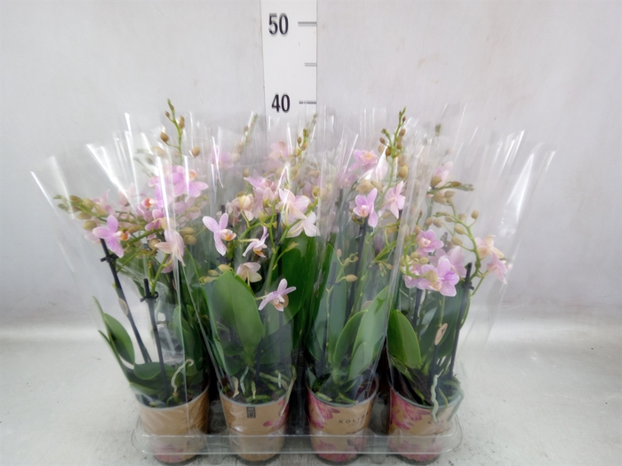 <h4>Phalaenopsis multi.   ...lilac</h4>