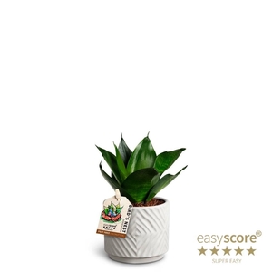 SANSEVIERIA TRIFASCIATA