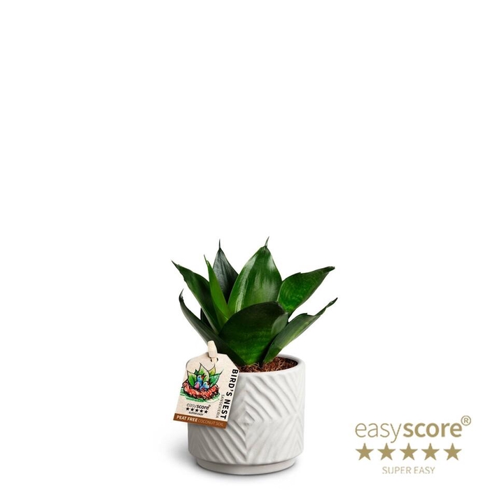 <h4>SANSEVIERIA TRIFASCIATA</h4>