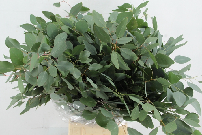 <h4>EUC OV BLAD BS</h4>